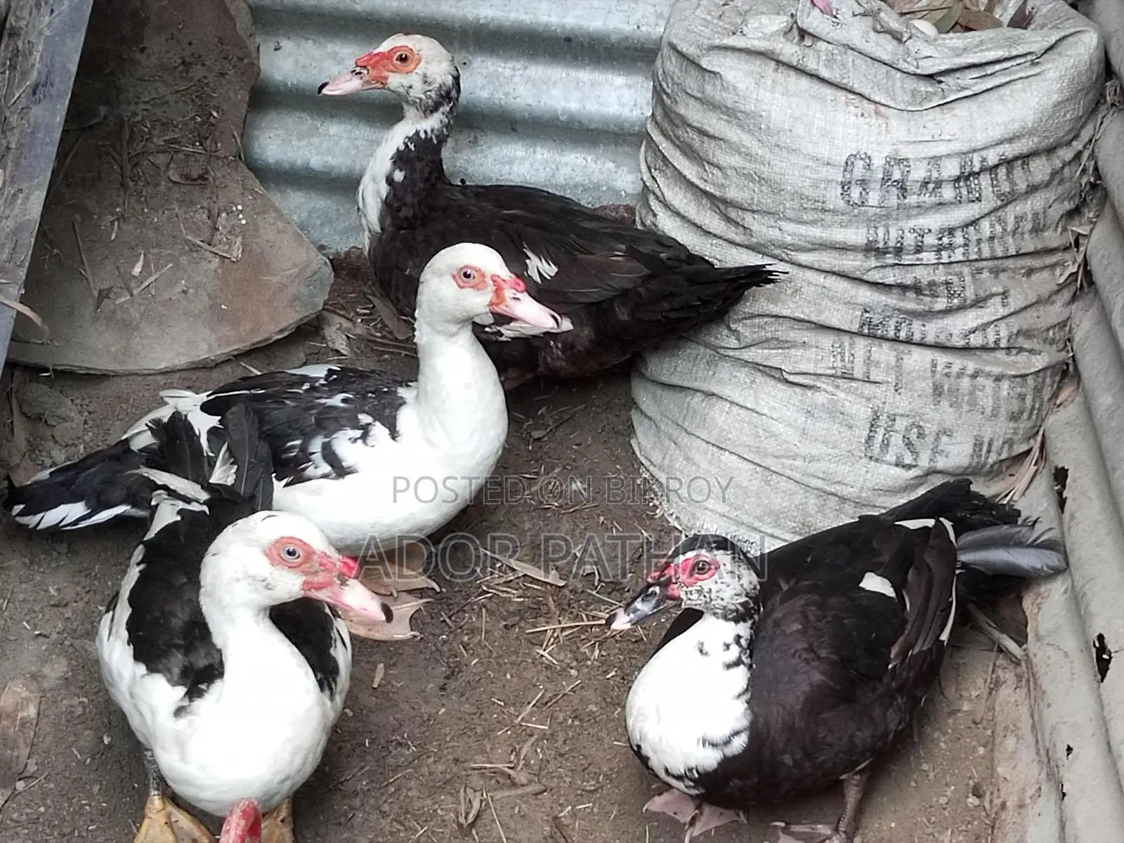 রানিং চিনা হাস সেল হবে