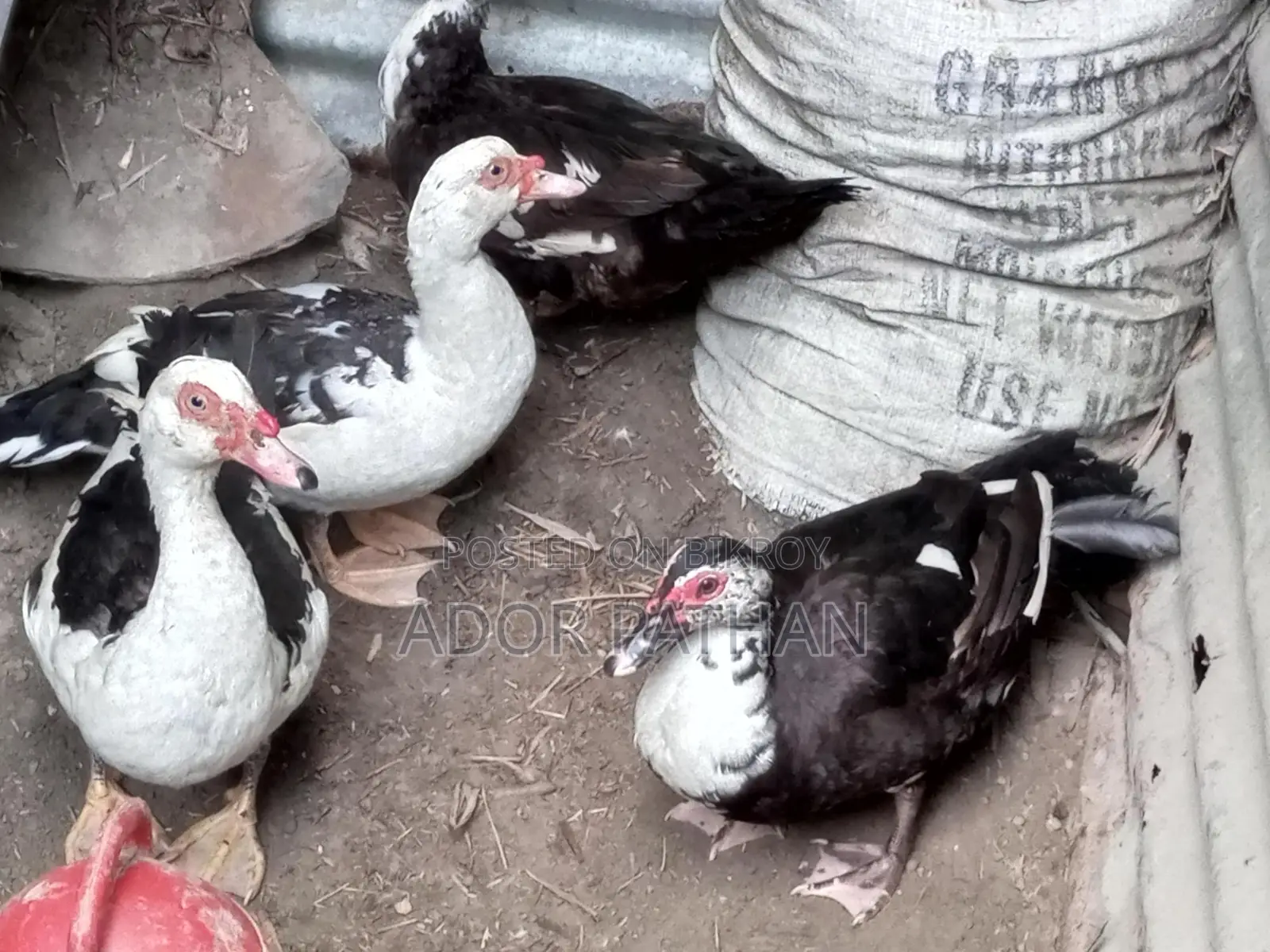 রানিং চিনা হাস সেল হবে