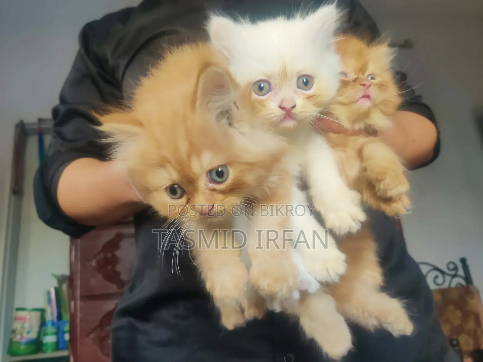 Persian Cat For Sale