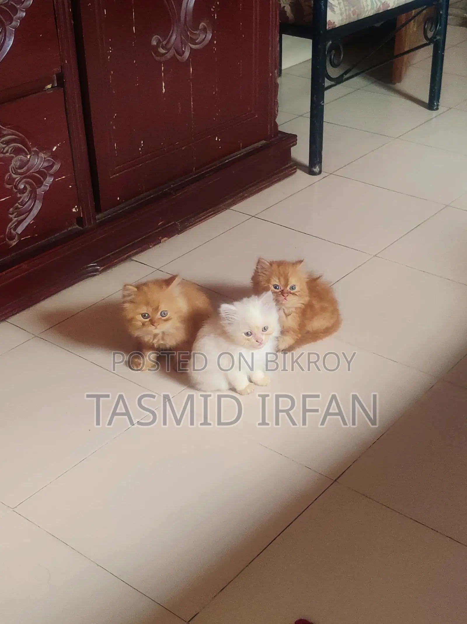 Persian Cat For Sale