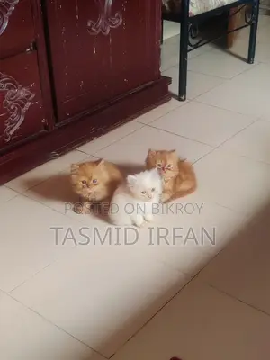 Persian Cat For Sale