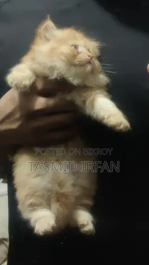 Persian Cat For Sale