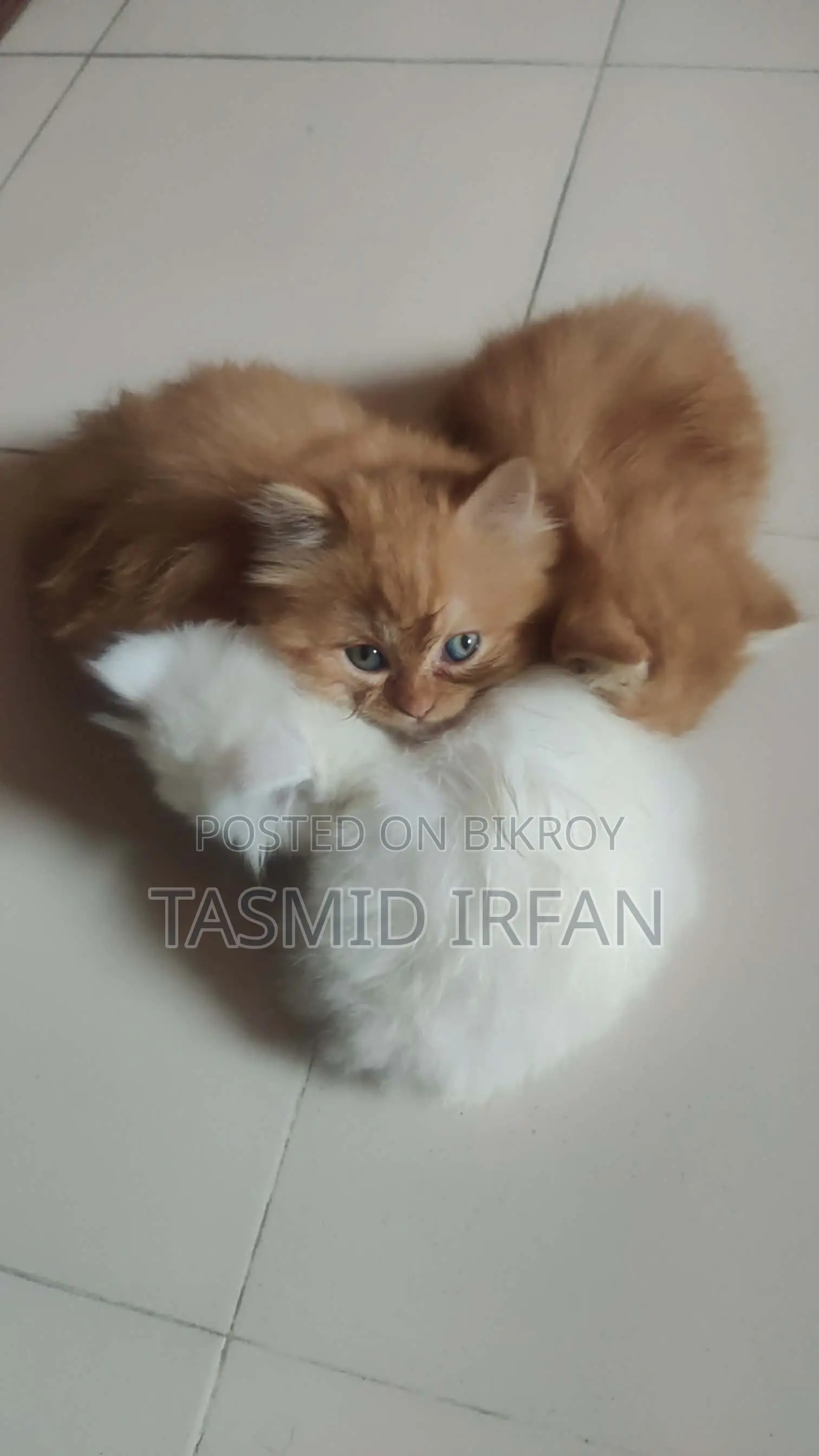 Persian Cat For Sale