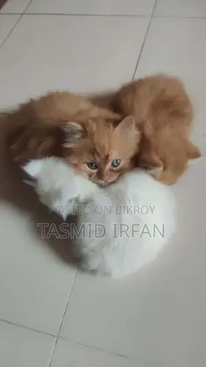 Persian Cat For Sale
