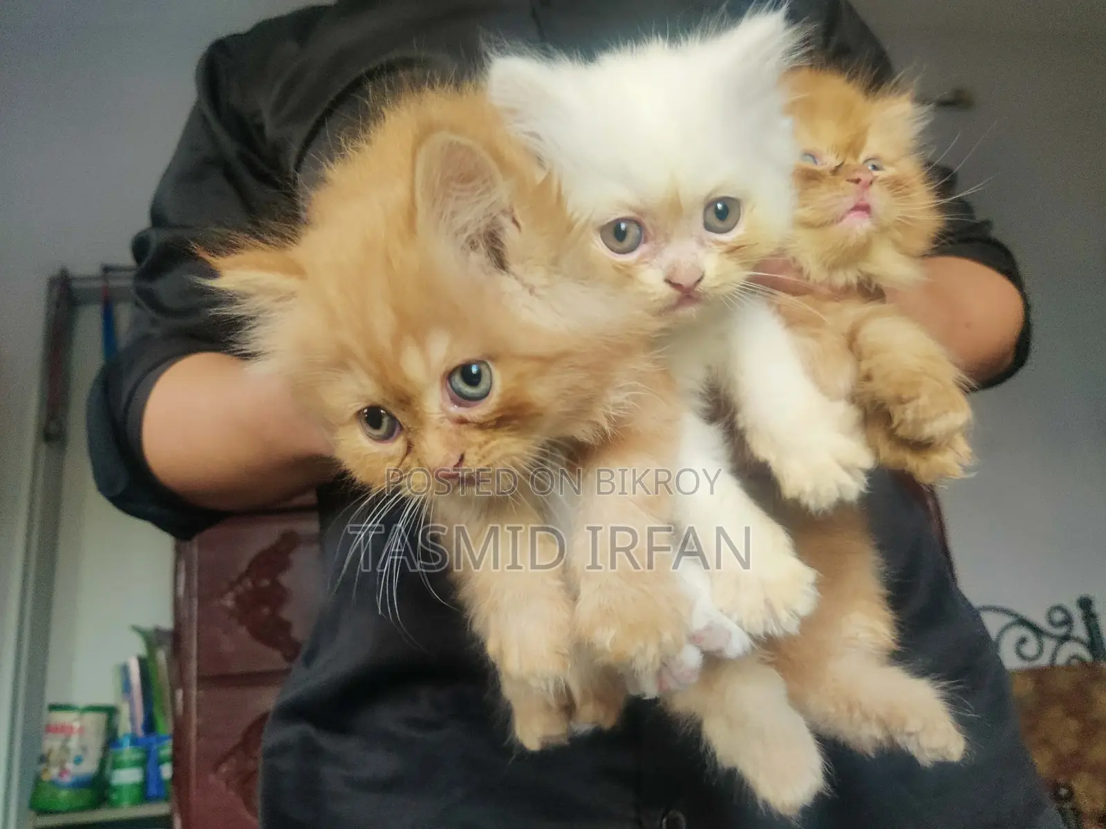 Persian Cat For Sale
