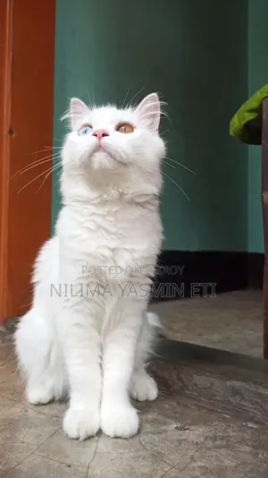 Persian Cat for Sale