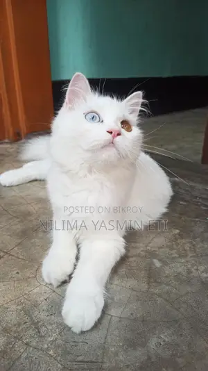 Persian Cat for Sale
