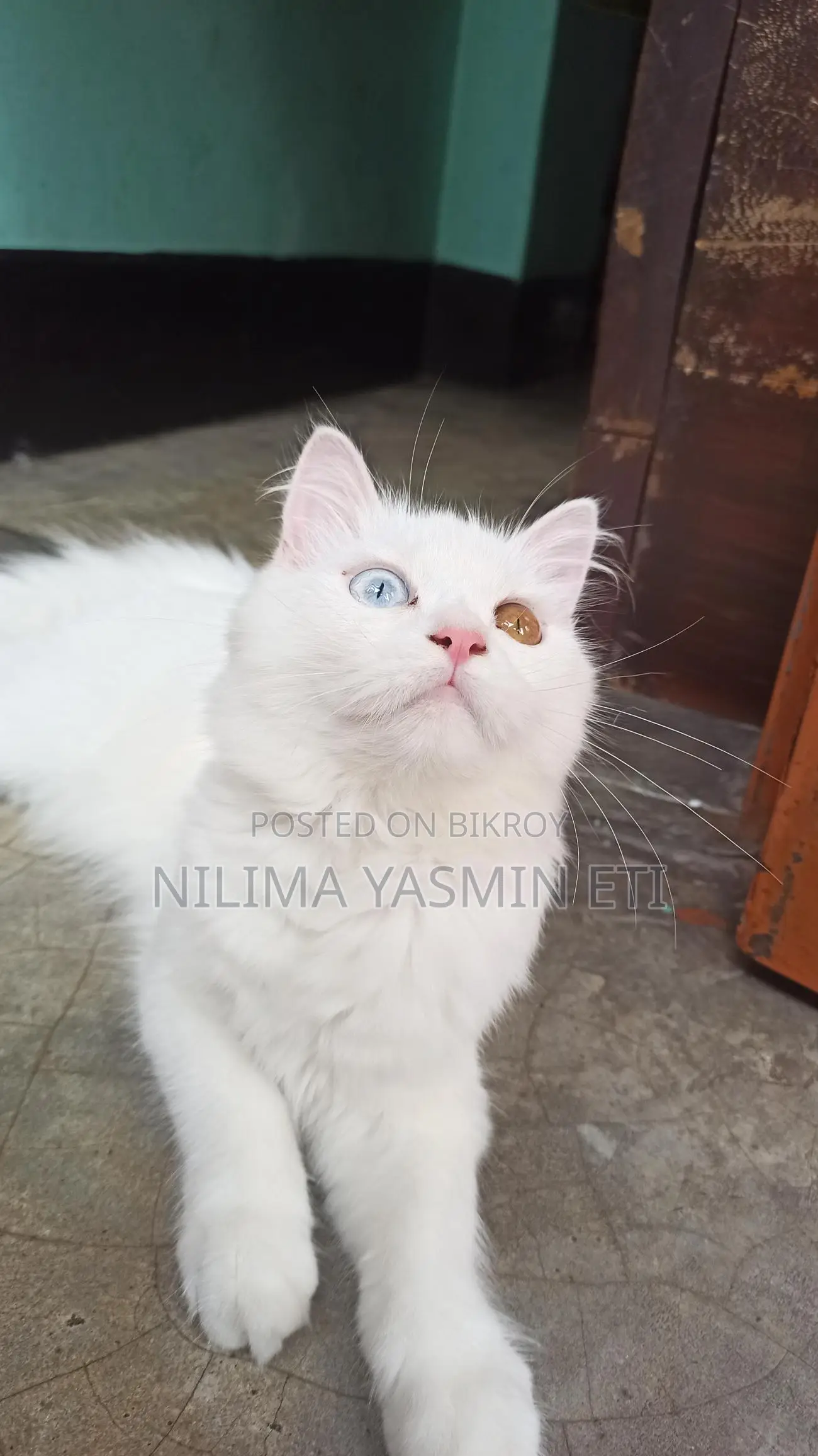 Persian Cat for Sale