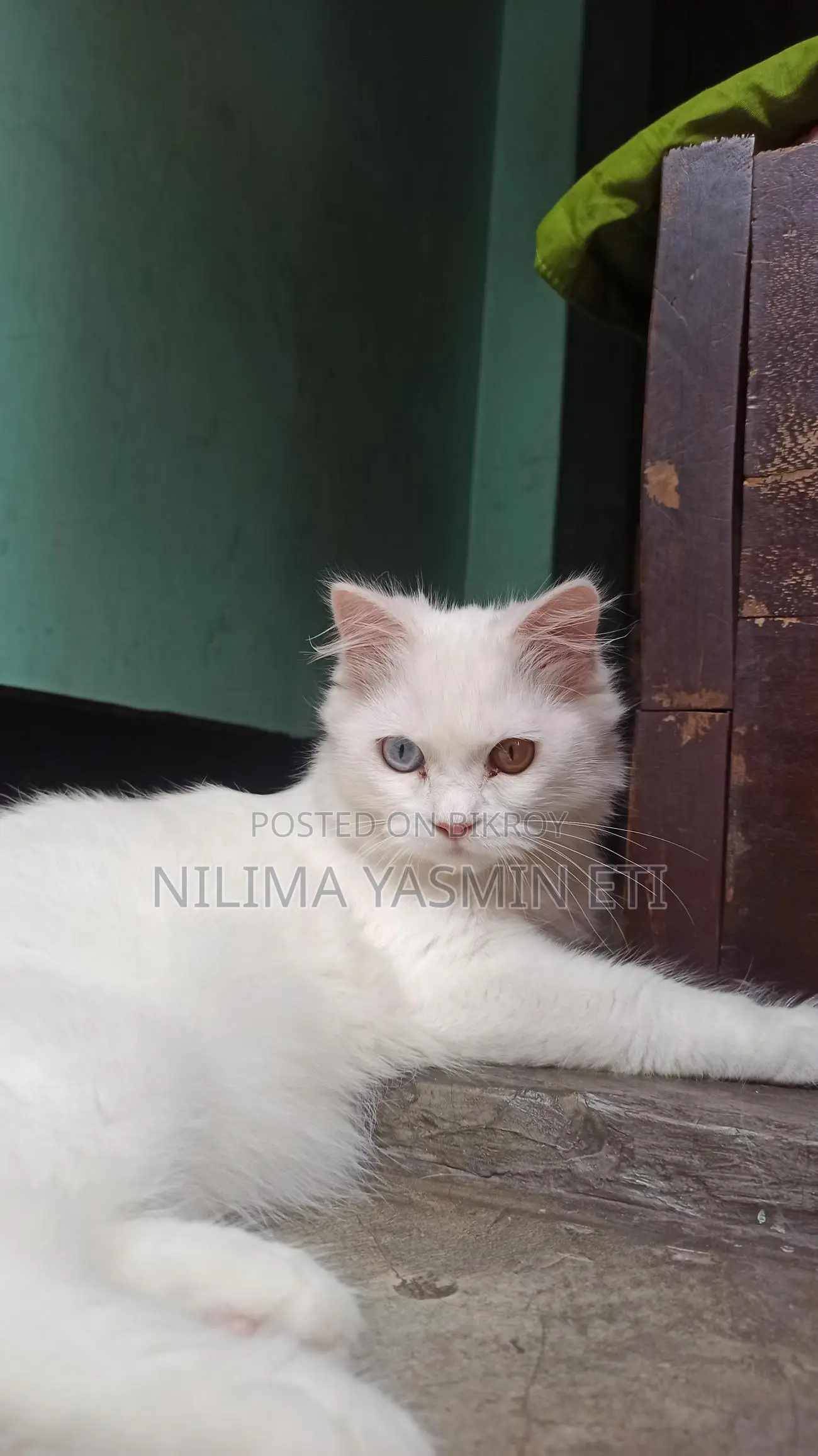 Persian Cat for Sale
