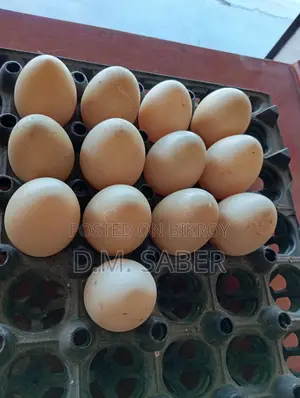 চিনা হাঁসের বীজ ডিম রয়েছে