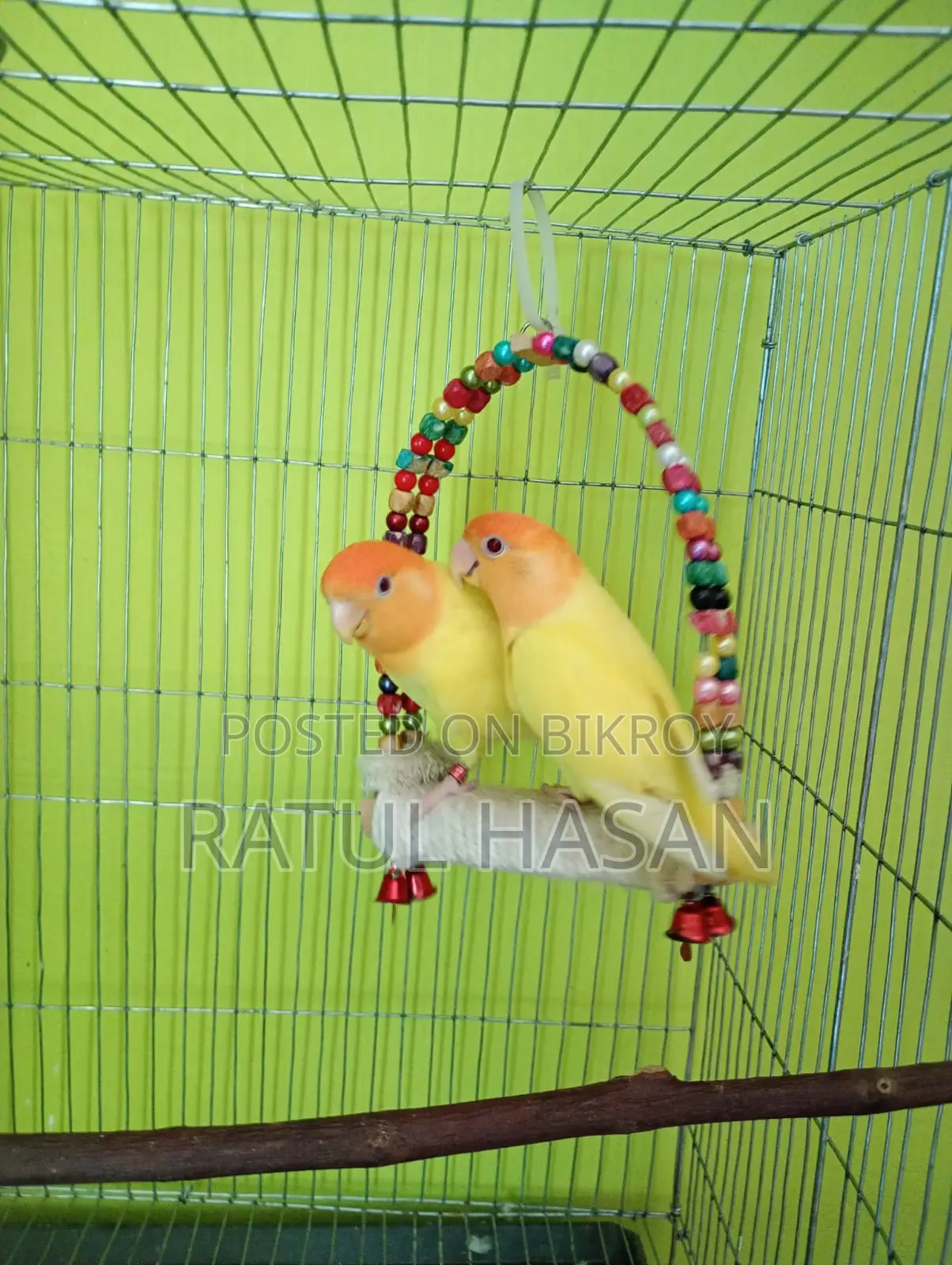 Love Bird Breeding Pair for Sale