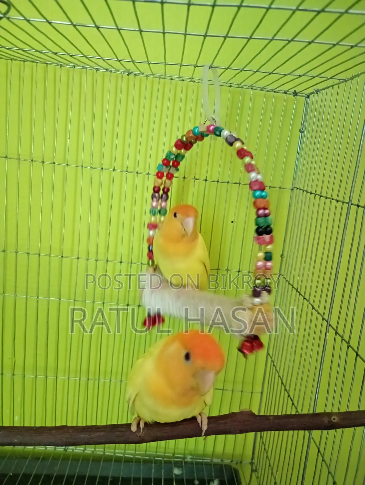 Love Bird Breeding Pair for Sale