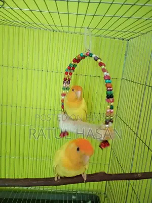 Love Bird Breeding Pair for Sale
