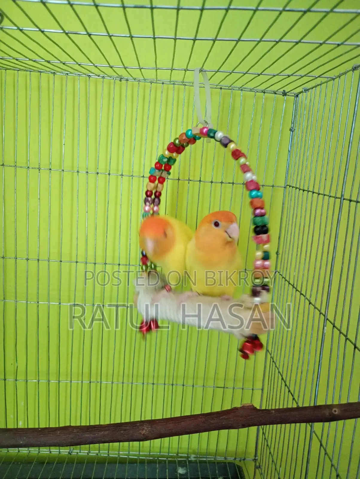 Love Bird Breeding Pair for Sale