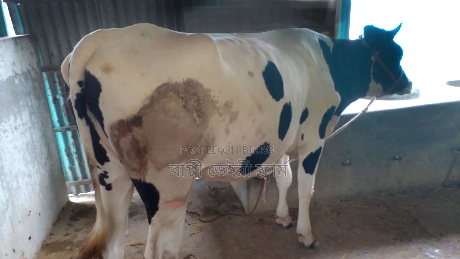 ১১০২ নং গাভী বিক্রয় ভালো জাতের।