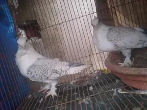 Blue Lace Sartin, Kobutor Urgency For Sale