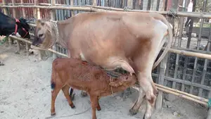 ১০৮৮নং গাভী কিনুন জার্সি জাতের।