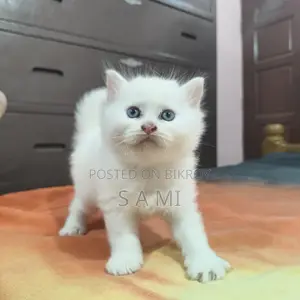 Male And Female Persian Cat
