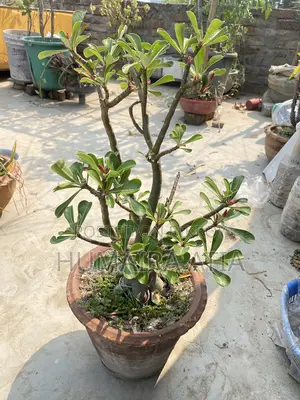 অ্যাডেনিয়াম Adenium