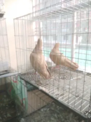কবুতর বিক্রির জন্য
