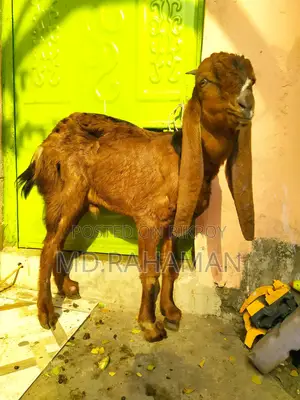 Red Haryana Buck for sale.