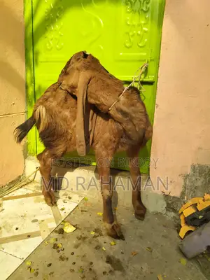 Red Haryana Buck for sale.