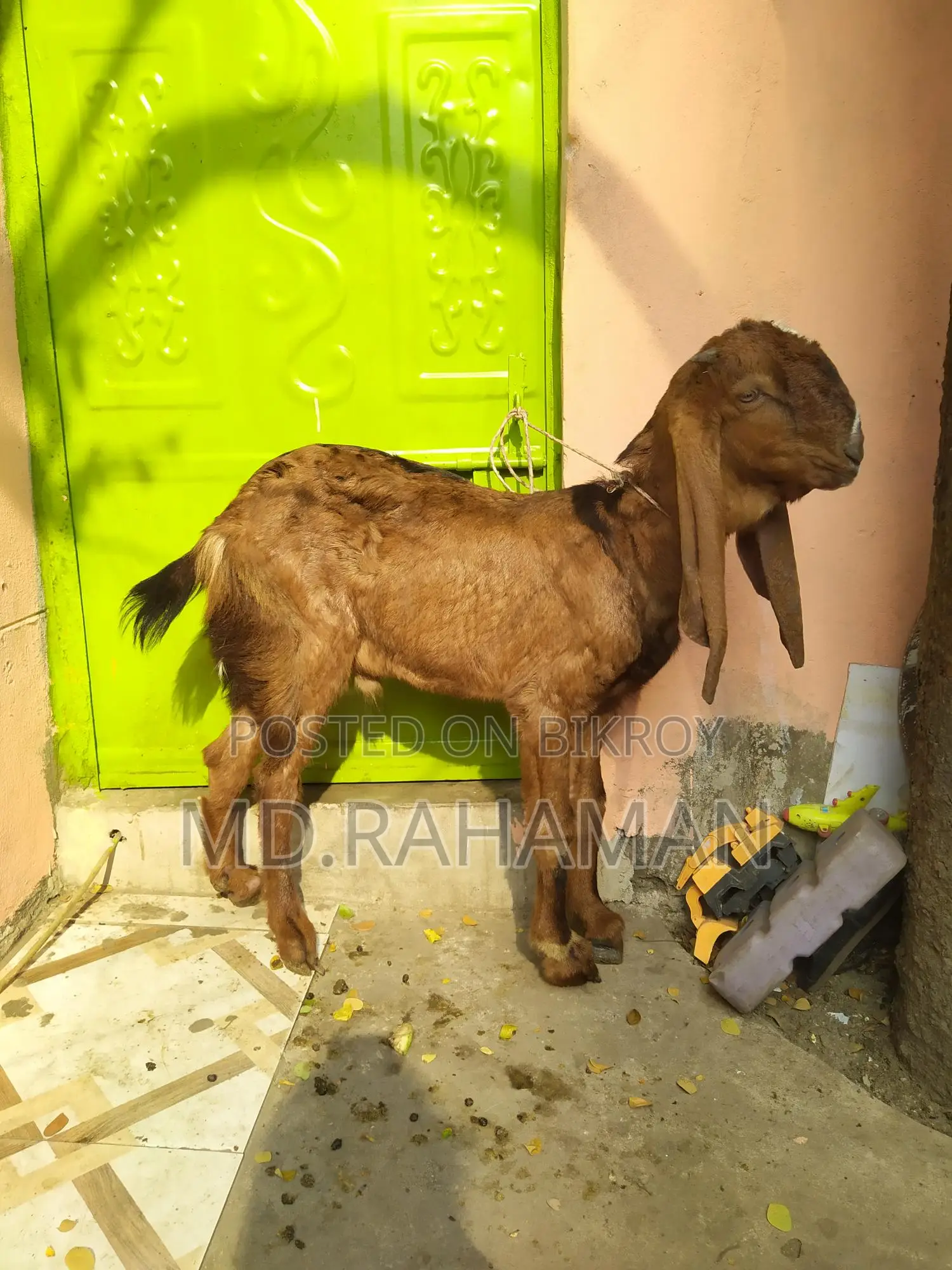 Red Haryana Buck for sale.