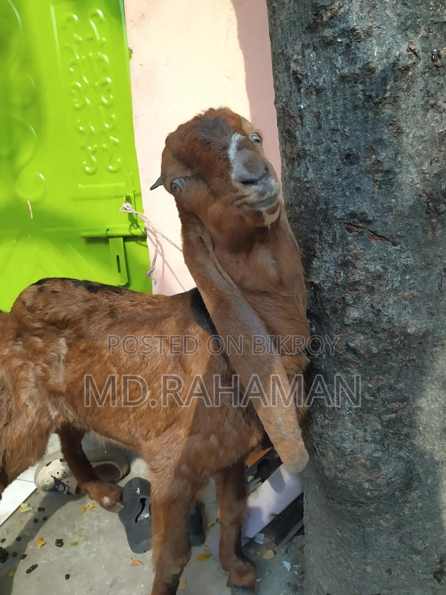 Red Haryana Buck for sale.