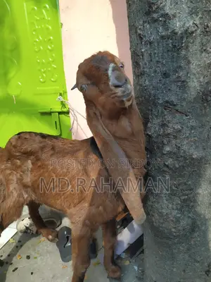 Red Haryana Buck for sale.