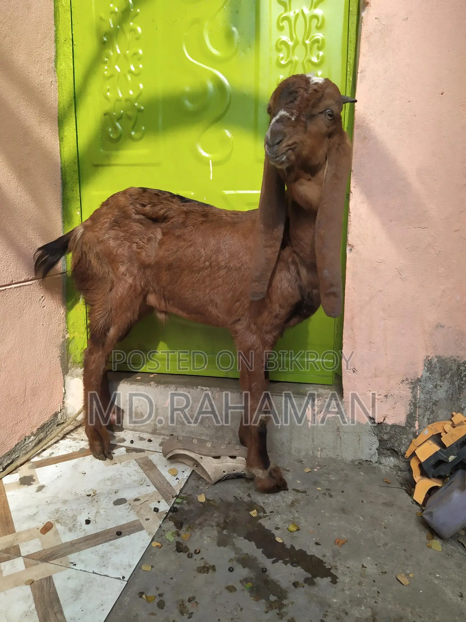 Red Haryana Buck for sale.