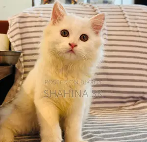 6-12 Months Female Purebred Persian