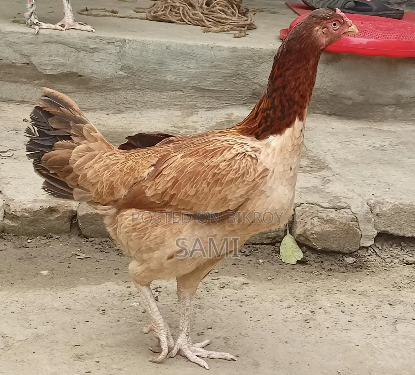 Asil Chicken