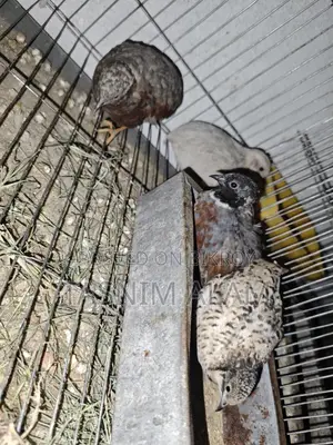 King Quail