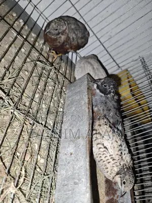 King Quail