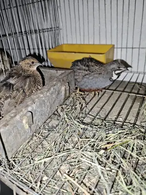 King Quail