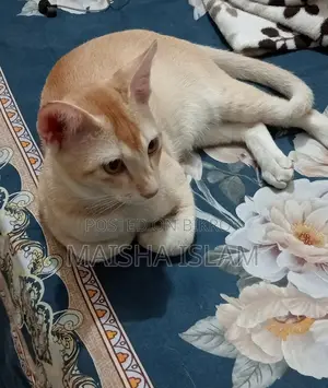 Urgent Adoption