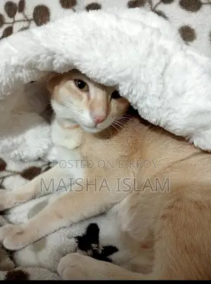 Urgent Adoption