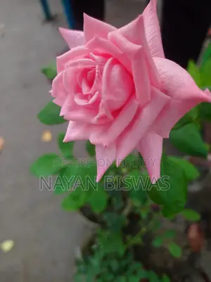 কারেঞ্জা rose