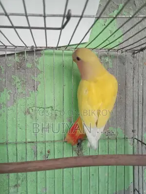 Love Bird