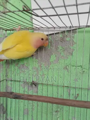 Love Bird