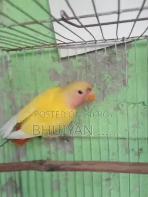 Love Bird