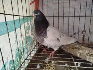 কবুতর বিক্রির জন্য