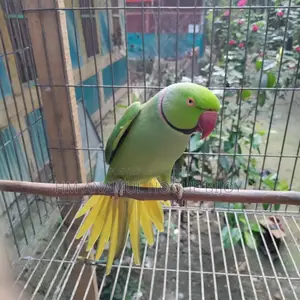 ইন্ডিয়ান টিয়া পাখি বিক্রয় হবে 🦜