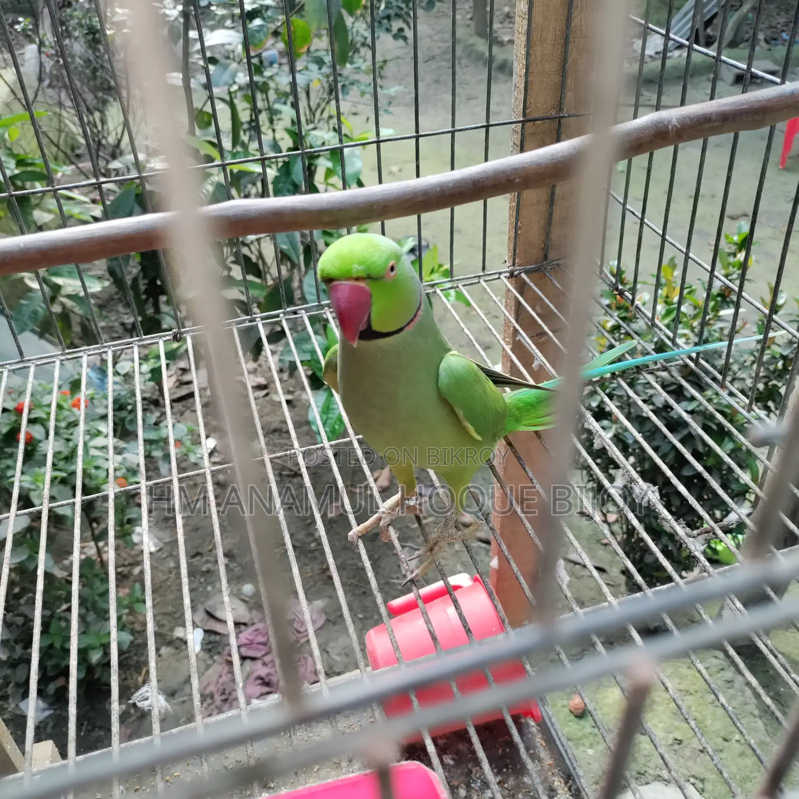 Indian Ringneck Parakeet for Sale 🦜