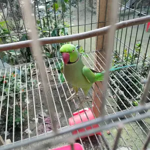 Indian Ringneck Parakeet for Sale 🦜