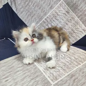 Persian Female Calico Cat