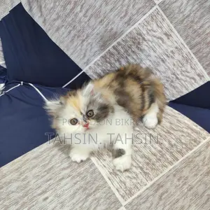 Persian Female Calico Cat