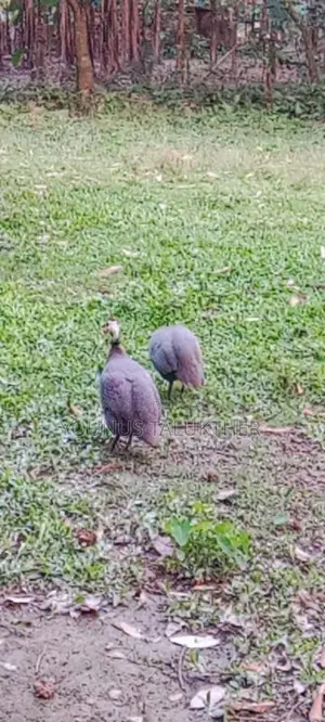 Urgent sale of Tithi chickens