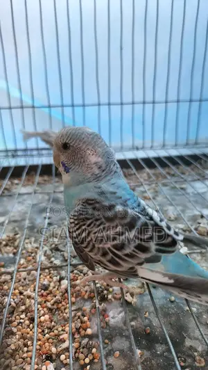 Sami Tame Budgerigar Male