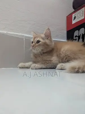 পার্সিয়ান বিড়াল